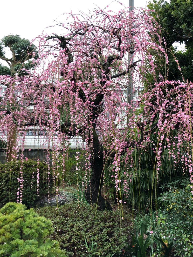 庭の歳時記 しだれ梅の剪定時期 Banjiiのブログ