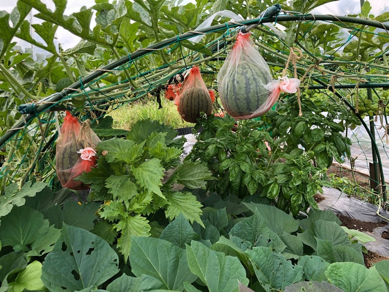 スイカとカボチャは空中栽培で 27 終 収穫 まとめ プリメロ菜園通信
