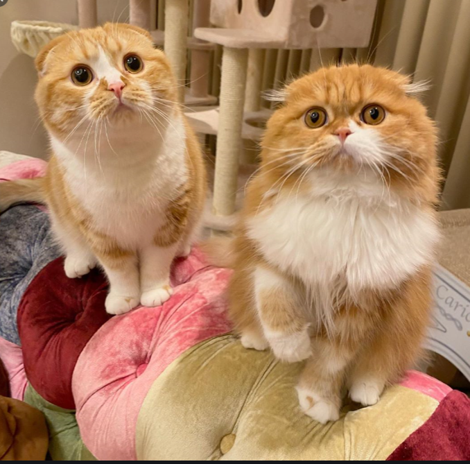 HIKAKINさんの猫マルオとモフ子に、うちの猫が似てる件の、検証パート2 | 女医・鈴木稚子オフィシャルブログ Powered by Ameba