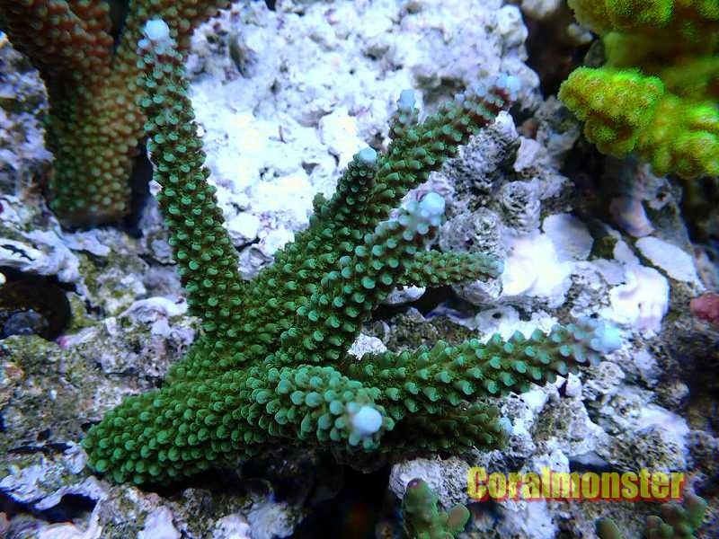 kainazzo ミドリイシML-7 kainazzo ミドリイシML-2