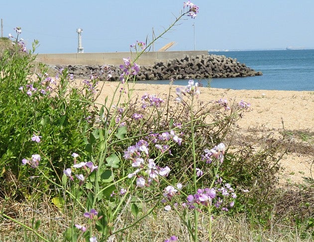 ハマダイコン 浜大根 の花が咲いています 東海太郎のぶらり 海岸散歩