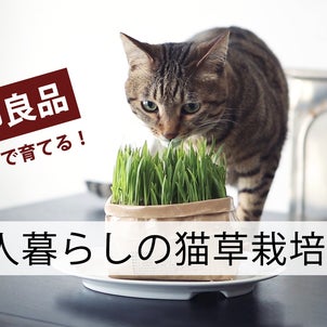 YouTube★無印さんの猫草栽培レポート＆裏テクの画像