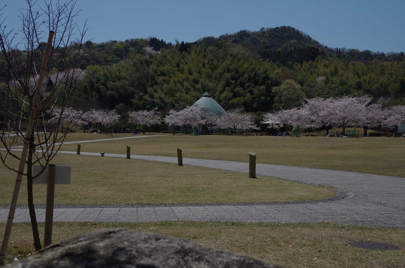 竹原バンブー公園で花見 Yamadagagaのブログ