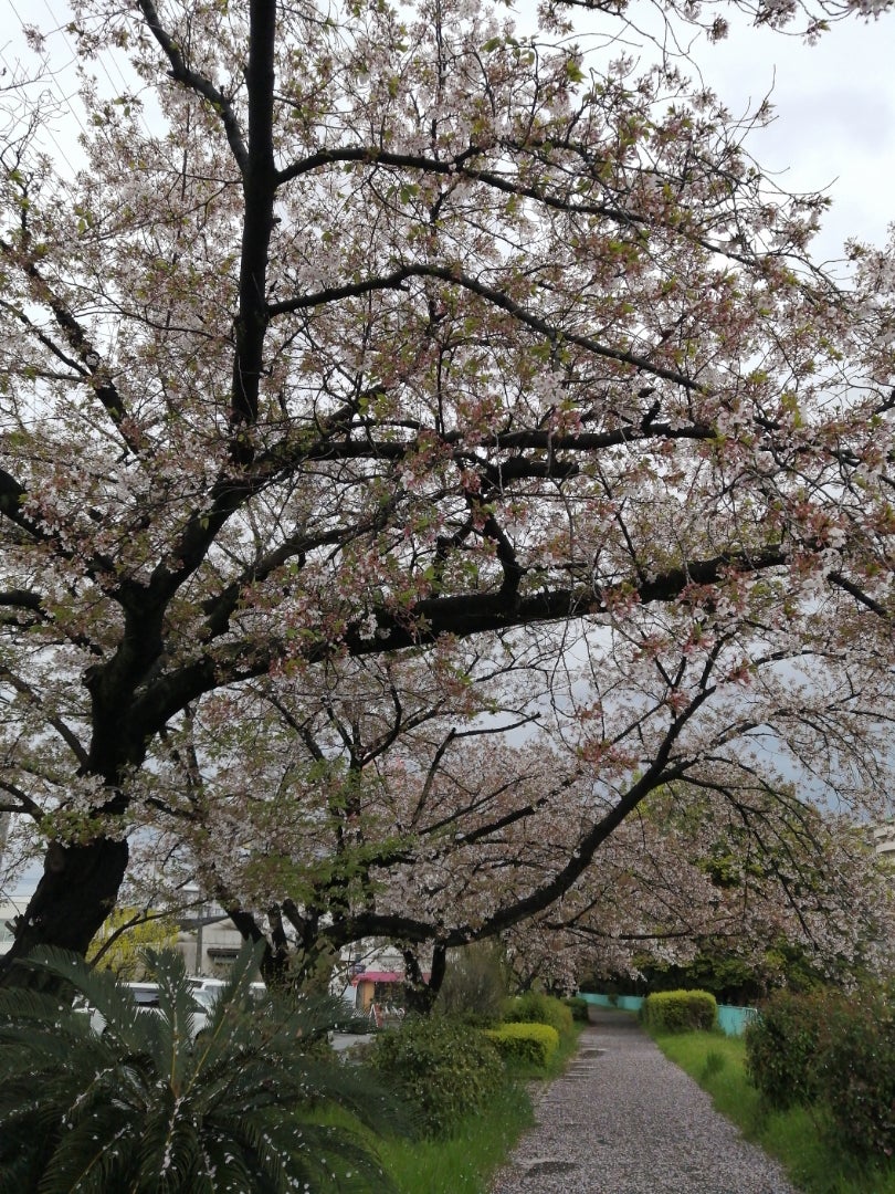 喉が痛いの記事画像