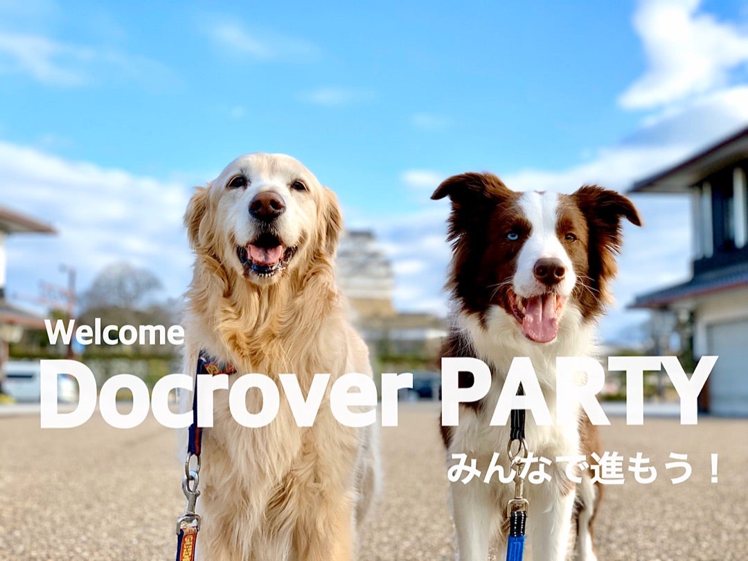 動画 犬技 一芸ゴロン3点セットの教え方 犬との遊びと暮らしをサポート ドックローバー In 姫路