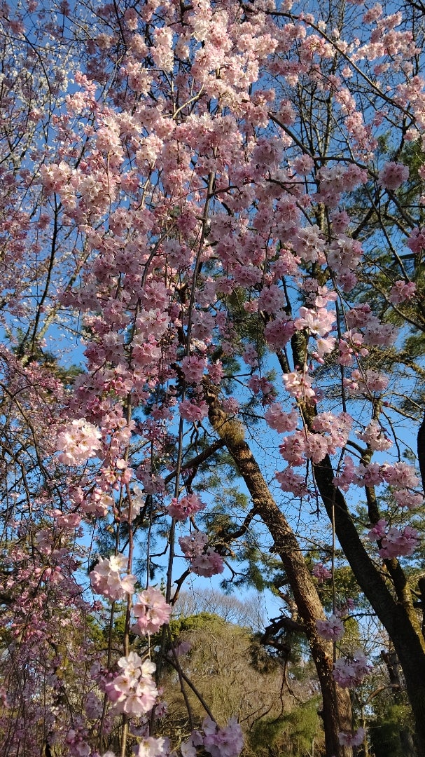 みなさま久しぶりですの記事画像