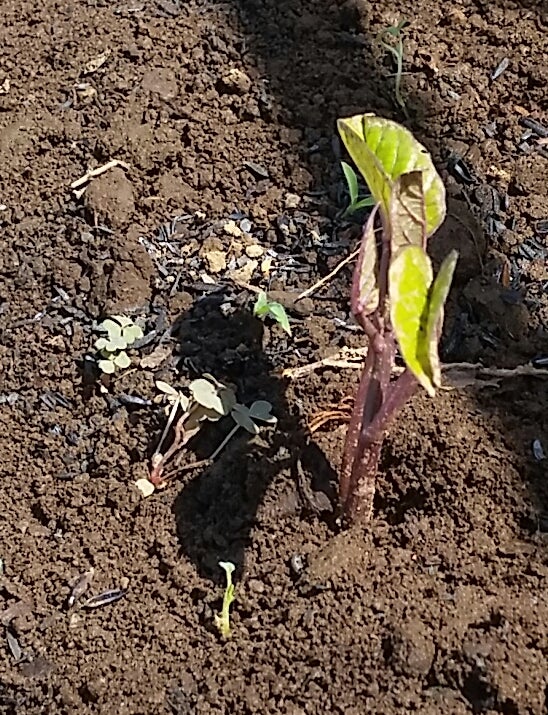 サツマ芋の新芽が出始めた つくばの菜園