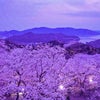 開山公園　瀬戸内海と桜　愛媛の画像