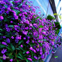 画像 Asakusa Photos ~浅草、古都の断片~ の記事より 4つ目