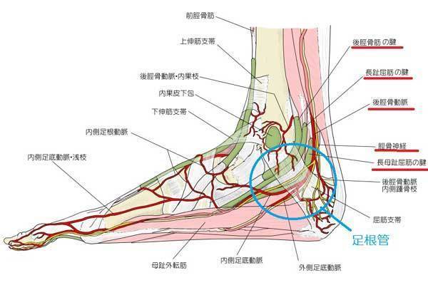 足裏の痛みについて 足裏に膜が張っているみたいで指先が痛い 川辺泉 Izisanのブログ
