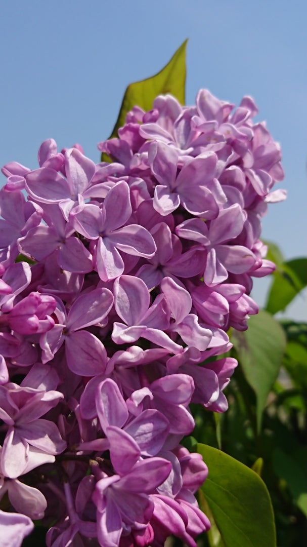 ライラック リラ 季節の花と花言葉 Kensan 0427さんのﾌﾞﾛｸﾞ