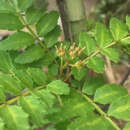 画像 山椒の花といいニュース の記事より 2つ目