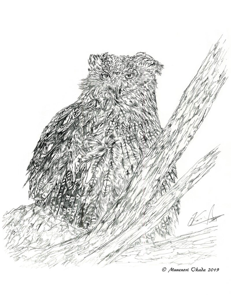 お家で過ごそう応援企画 シマフクロウを描こう ごめんさい ちょっと難しい 野生動物画家マンセルhkmのブログ