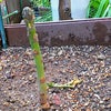 【東京豪雨被害】アスパラガスが埋もれる❗️      [ 家庭菜園 多肉植物 お庭菜園 犬 ]の画像