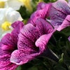 プチブルの左好き・・・・(#^.^#)の画像