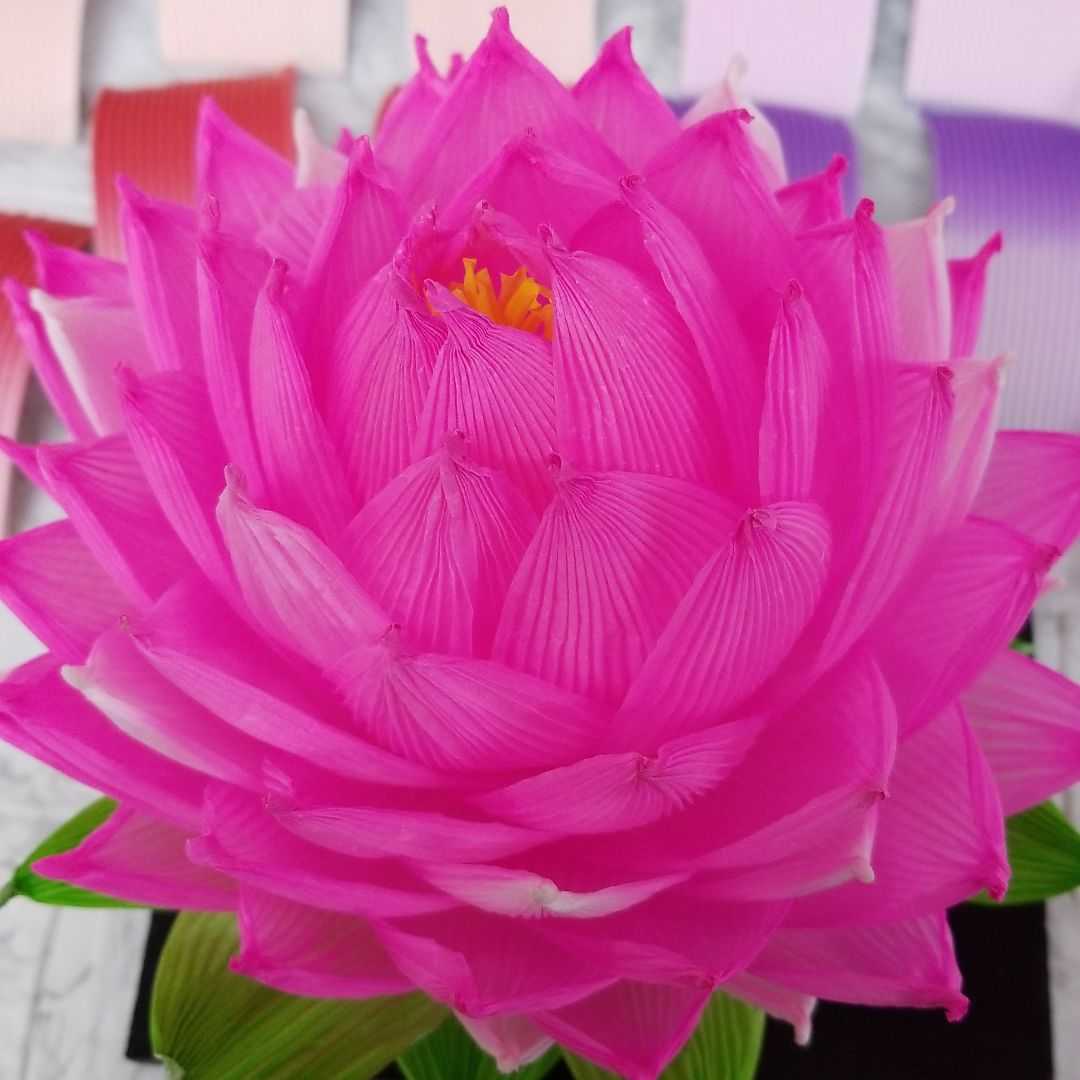先着1名!ハスの花紙(ハスワー、お盆、蓮ランタン、ハスワー、蓮 先着1名!ハスの花紙(ハスワー、お盆、蓮ランタン、ハスワー、蓮