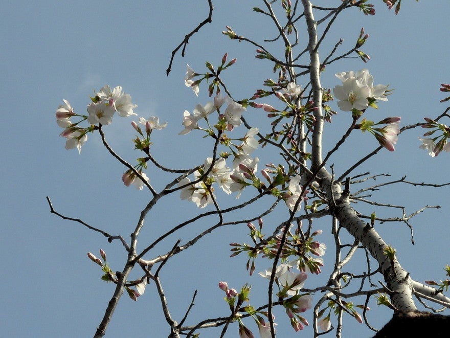 桜いろいろ「白い八重桜」 | ９９歳ブログ「紫蘭の部屋」