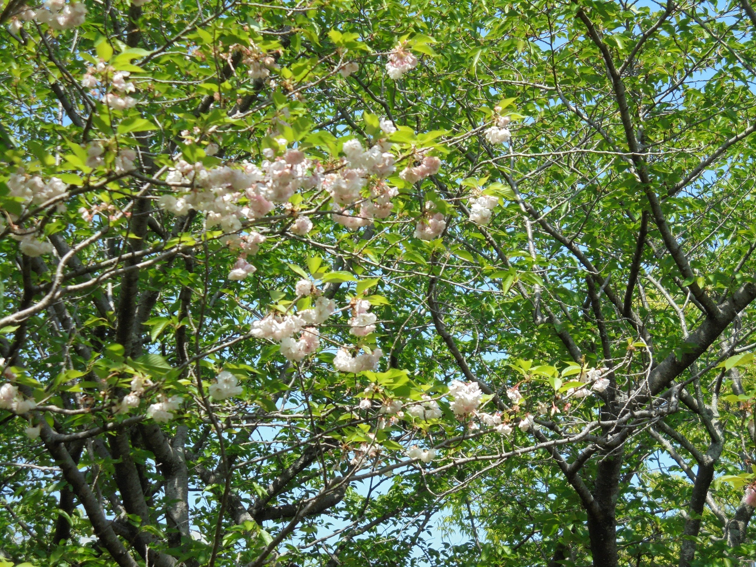 桜いろいろ「白い八重桜」 | ９９歳ブログ「紫蘭の部屋」