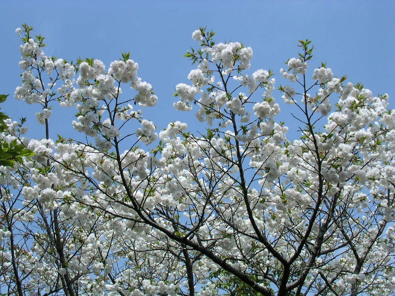 桜いろいろ 白い八重桜 ９７歳ブログ 紫蘭の部屋