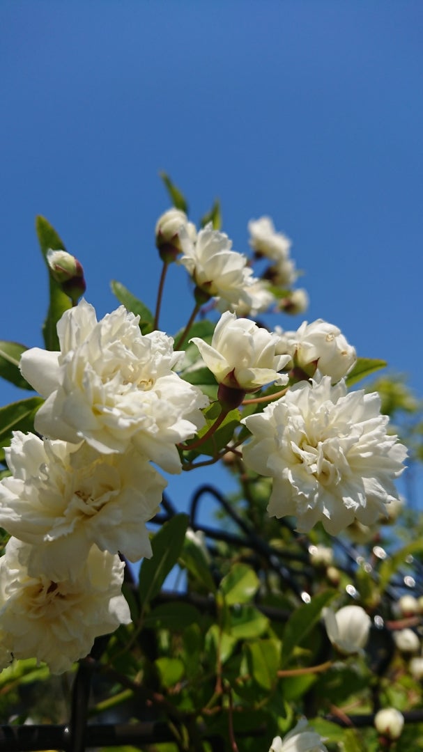 モッコウバラ 木香薔薇 季節の花と花言葉 Kensan 0427さんのﾌﾞﾛｸﾞ