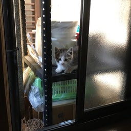 画像 猫が住み着いてるかもしれません・・・ の記事より 3つ目