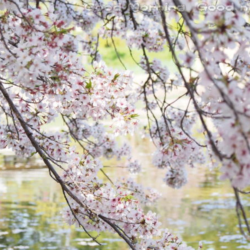 桜の風景の新着記事 アメーバブログ アメブロ