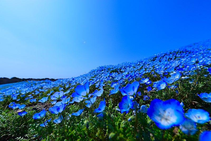 国営ひたち海浜公園のネモフィラ 青空と風景と花たまに料理