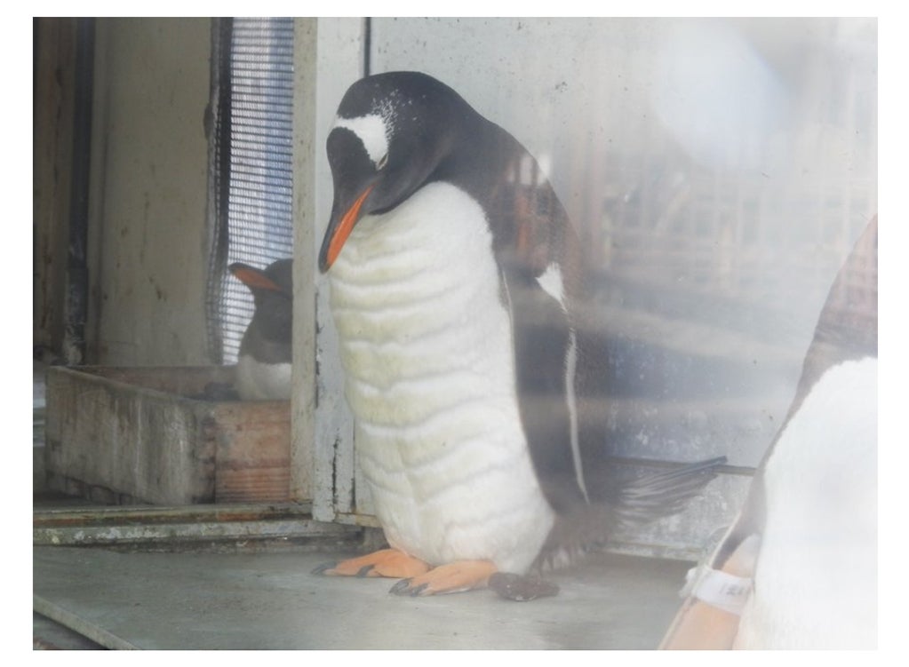 びっくり！メガ ペンギンのたまご☆” | 40歳で高齢出産（2015年2月 