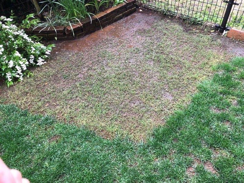 芝生とビオトープの大雨対策 東京の端っこで芝生とビオトープと