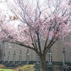 桜開花の画像
