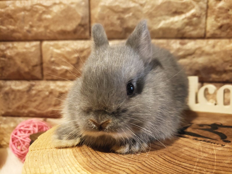 可愛いウサギの写真をお届け 札幌のうさぎ専門店 Mon Lapin のブログ