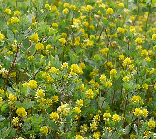 春の道端の野草 黄色の絨毯のように見えるこの花はいったい何 三浦半島お勧め情報ブログ