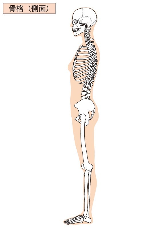 背骨がS字カーブを描いている姿勢が良い姿勢なのか | 埼玉県深谷市のリハビリ整体＆こしぼね体操～関節の痛みに