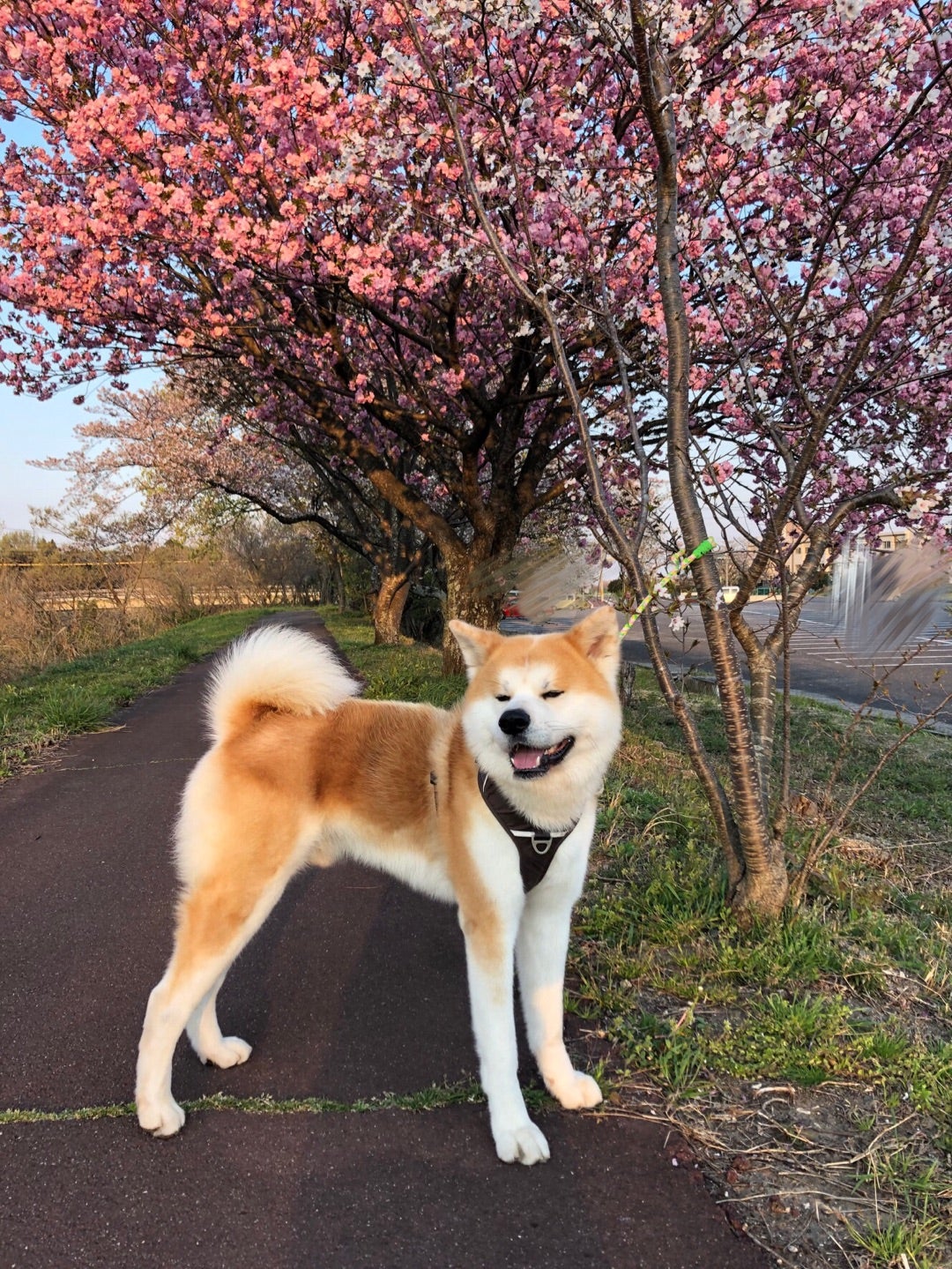 最近のボク。。の記事画像