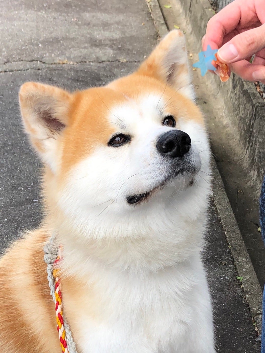 最近のボク。。の記事画像