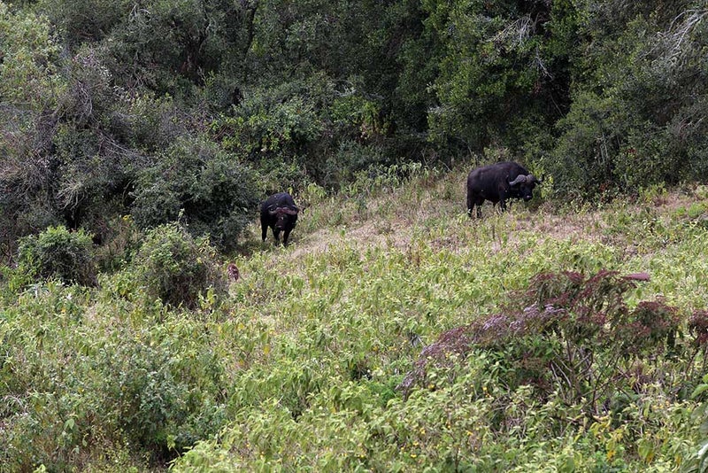 野生動物 タンザニア ンゴロンゴロ自然保護区 クレーター内の動物 動物大好き爺さんの写真日記 今日の1枚