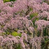 紅枝垂地蔵桜　福島の画像