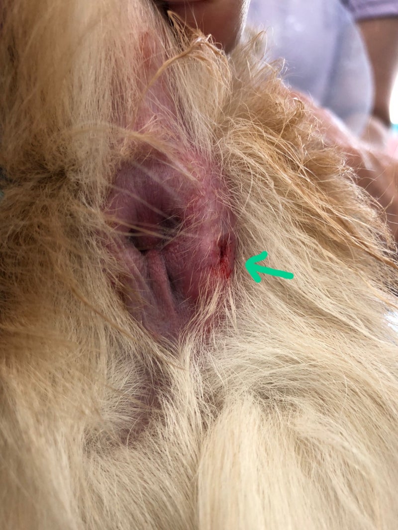 肛門腺破裂について マディー動物病院のamebaブログ