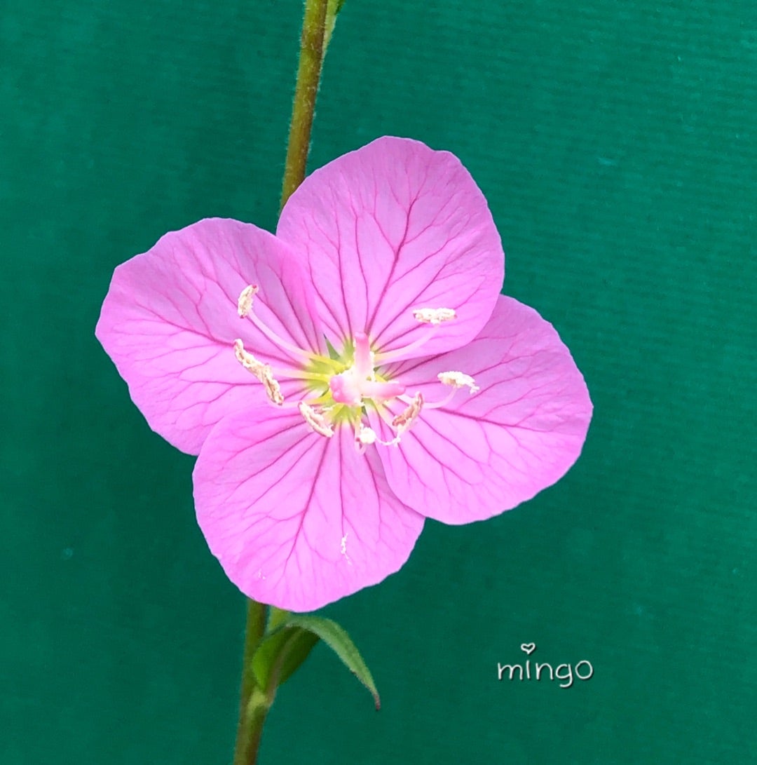 赤花夕化粧 Mingoの あの時 あの歌 ひとり語り