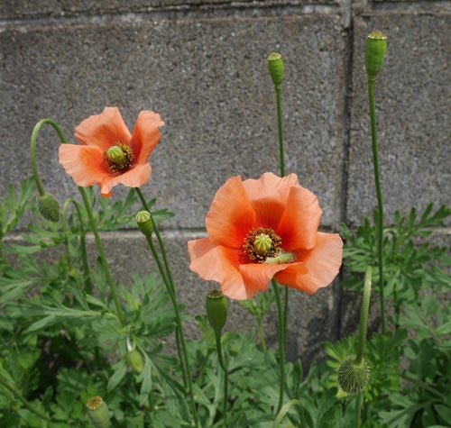 春の定番 街のあちこちで見られるこの綺麗なポピーは 雑草です 三浦半島お勧め情報ブログ
