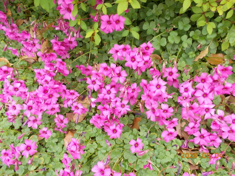 緑の中のピンクの小さな花 Tj Adventureのブログ
