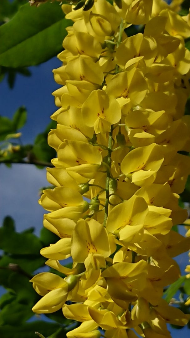 キバナフジ キングサリ 季節の花と花言葉 Kensan 0427さんのﾌﾞﾛｸﾞ