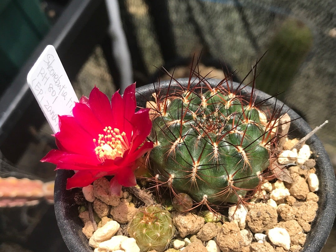 昨日の花 | サボテン、多肉植物栽培日記 昨日の花 | サボテン、多肉植物栽培日記