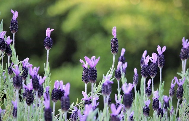 貪欲で幸せな憧れのみやび色 Purple Colour Flowers | さらさら