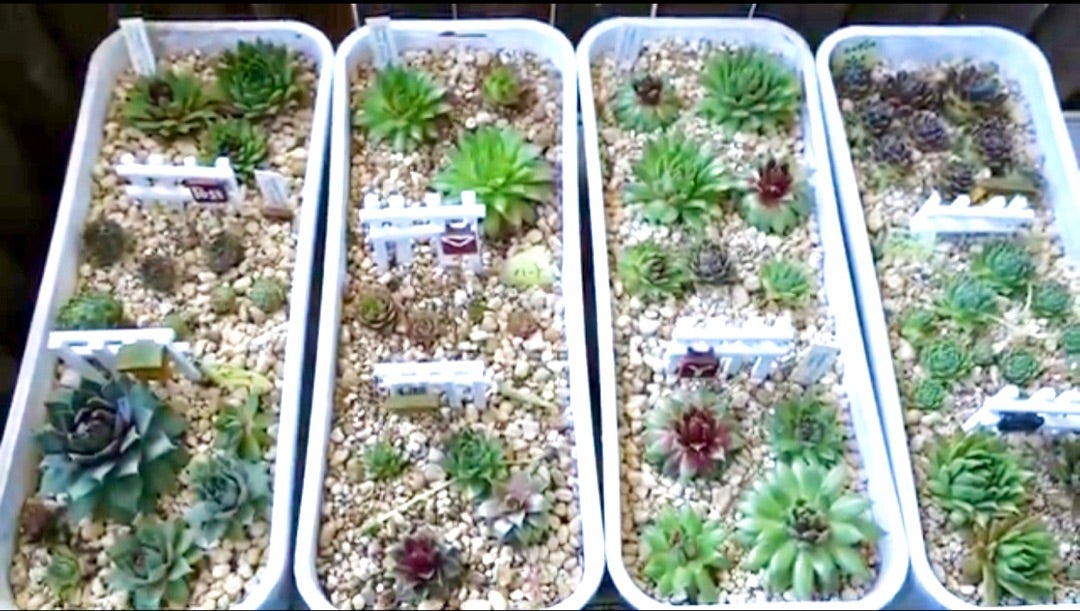 色々な種類のセンペルビウム植え替え Plantsgardenparadise