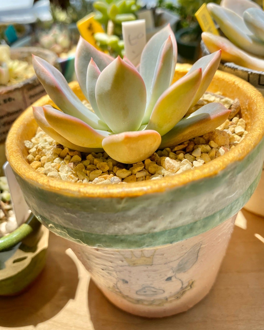 ピンクプリティ Graptoveria 'Pink Pretty' | 多肉日記(たにっき)