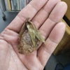 クマガイソウが枯れた２(*_*)の画像