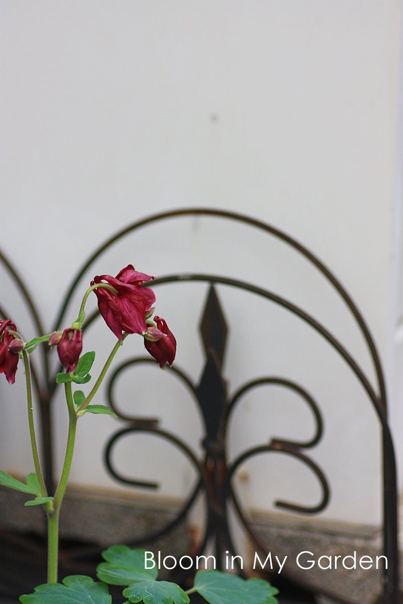 パセリの花が咲きそうな予感 Bloom In My Garden ココロにおいしい庭づくり ガーデニングブログ