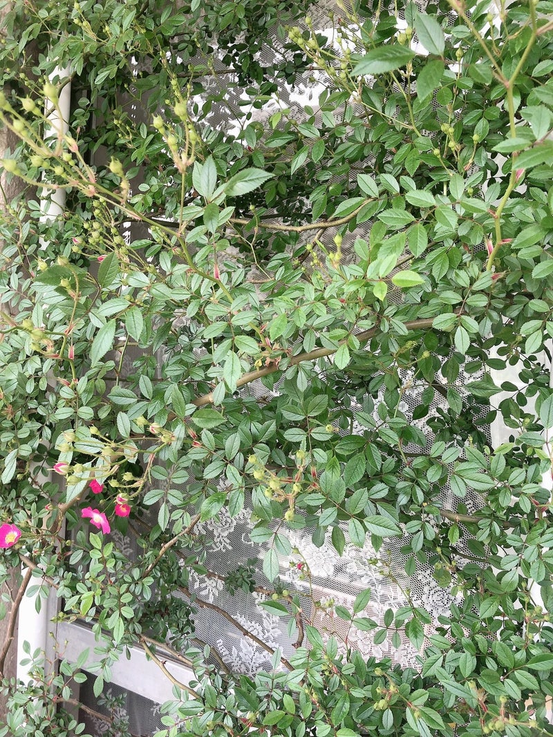 我が家のベランダでつるバラ安曇野が咲き始めました ベランダバラ栽培で花のある暮らし 埼玉県和光市の花教室 Garden609 フラワーアレンジを気軽に楽しめるお教室 子連れ赤ちゃん連れ習い事お稽古