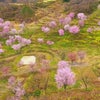 棚田の桜の画像